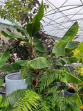 Musa Dwarf Cavendish Banana