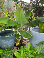 Musa Dwarf Cavendish Banana