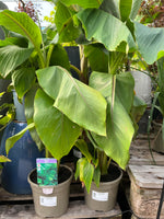 Musa Basjoo Banana