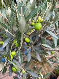 Olea europea Olive Standard 1.6 Metre