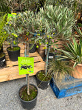 Olea europea Olive Standard 1 Metre