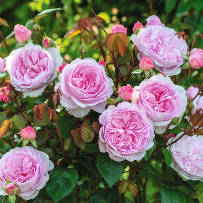 David Austin Rose Olivia Rose Austin