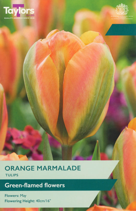 Tulip Orange Marmalade