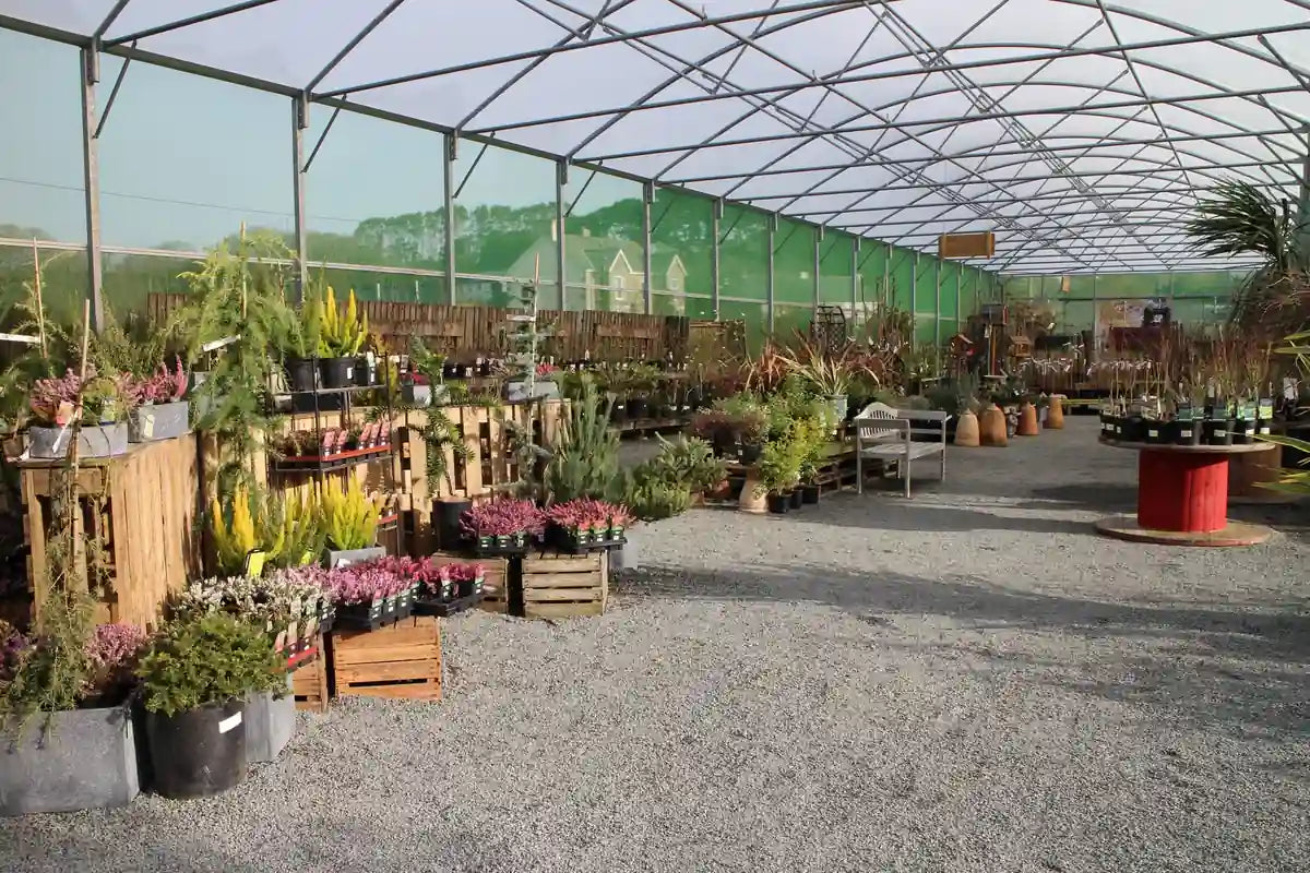 Inside the spacious Pengelly Garden Centre polytunnel showing heathers, conifers, grasses and shrubs displayed on rustic wooden crates and shelving in Cornwall