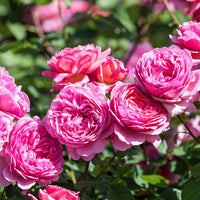 David Austin Rose Princess Alexandra Of Kent