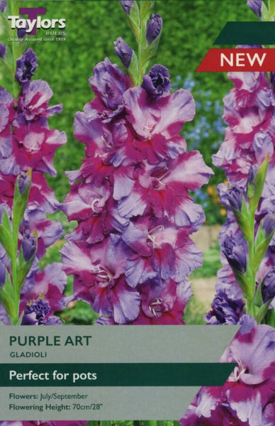 Gladioli Purple Art