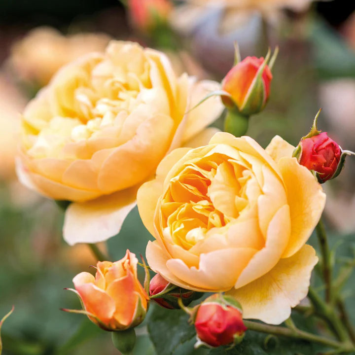David Austin Rose Roald Dahl
