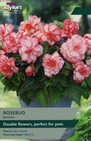 Begonia Rosebud