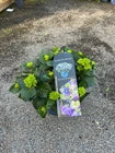 Hydrangea macrophylla 'Royalty Collection' Lady Mata Hari Blue 3.5L pot Mophead variety