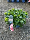 Hydrangea macrophylla 'Royalty Collection' Lady Mata Hari Pink 3.5L pot Mophead variety