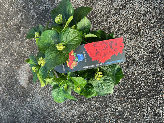 Hydrangea macrophylla 'Royalty Collection' Fire Wings 3.5L pot Mophead variety