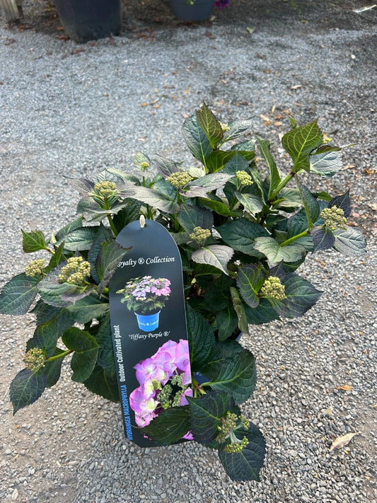 Hydrangea macrophylla 'Royalty Collection' Tiffany Purple 3.5L pot Lacecap variety