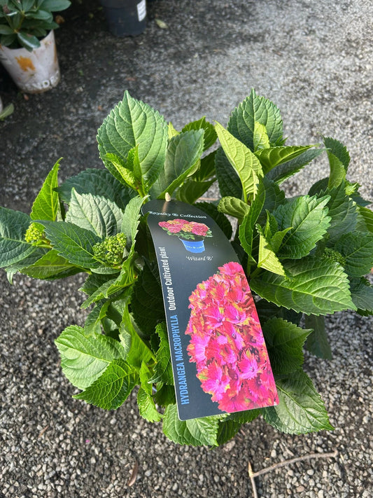 Hydrangea macrophylla 'Royalty Collection' Wizard 3.5L pot Mophead variety