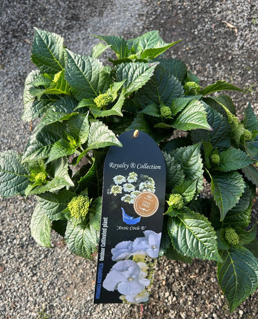 Hydrangea macrophylla 'Royalty Collection' Arctic Circle 3.5L pot Mophead variety