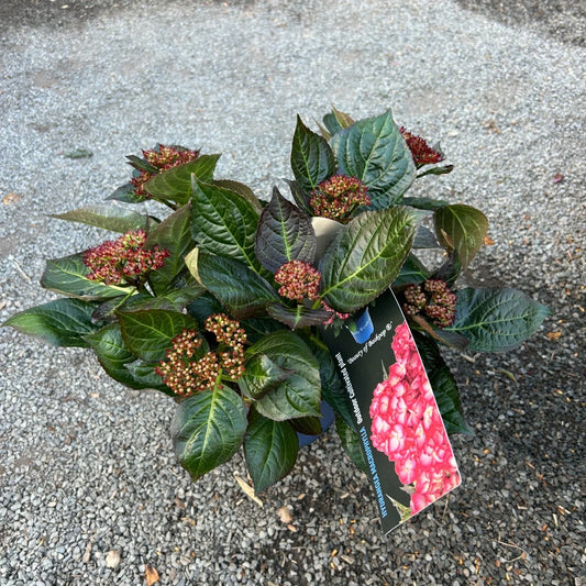 Hydrangea macrophylla 'Royalty Collection' Beauty of Boskoop 3.5L pot Mophead variety