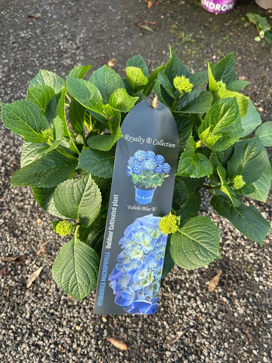 Hydrangea macrophylla 'Royalty Collection' Fabolo Blue 3.5L pot Mophead variety