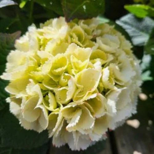 Hydrangea macrophylla 'Royalty Collection' Ice Girl 3.5L pot Mophead variety