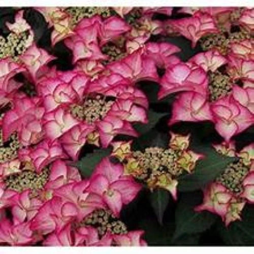 Hydrangea macrophylla 'Royalty Collection' Tiffany Pink 3.5L pot Lacecap variety