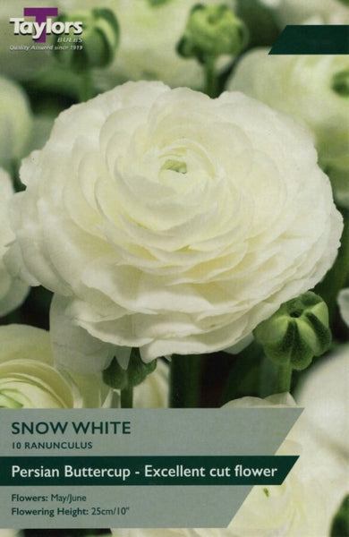 Ranunculus Snow White