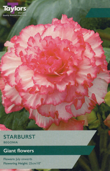 Begonia Starburst