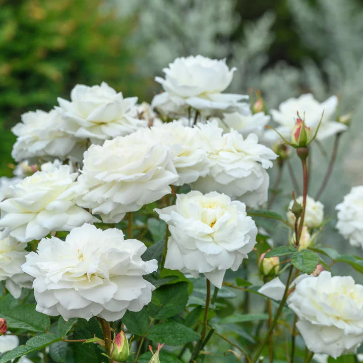 David Austin Rose Susan Williams-Ellis