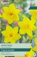 Narcissus Sweetness