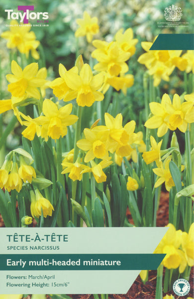 Narcissus Tete a Tete (18 Bulbs)