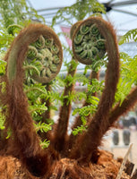 Dicksonia antartica - Tree Fern - MEDIUM 120cm