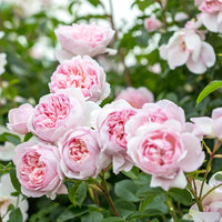 David Austin Rose Wildeve