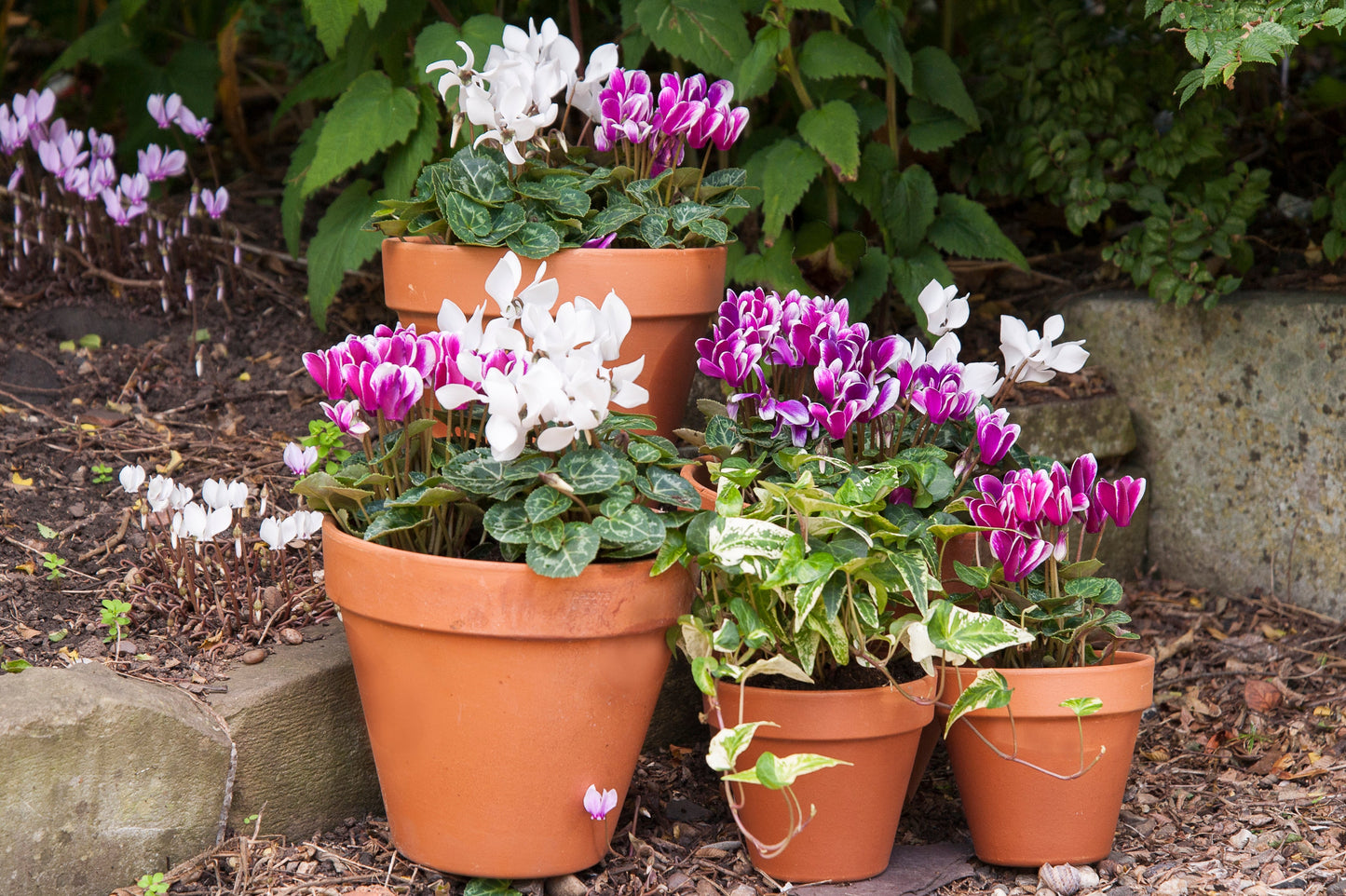 Woodlodge Terracotta Pot 14cm