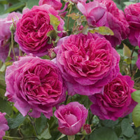 David Austin Rose Young Lycidas