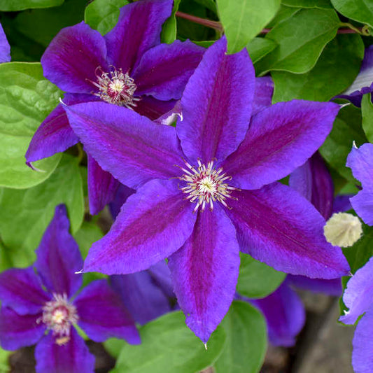 Clematis Wildfire