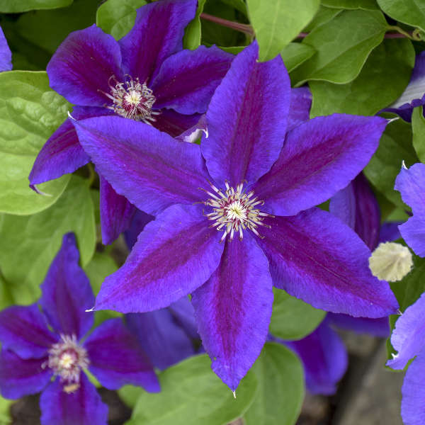 Clematis Wildfire