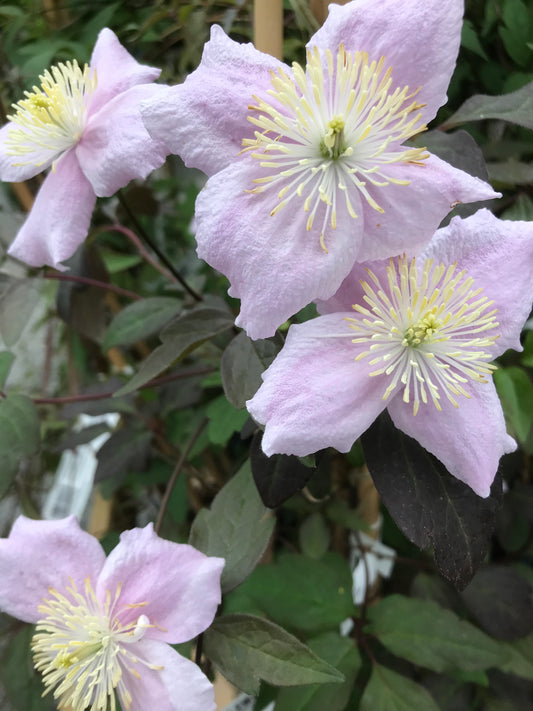 Clematis montana ’Mayleen’