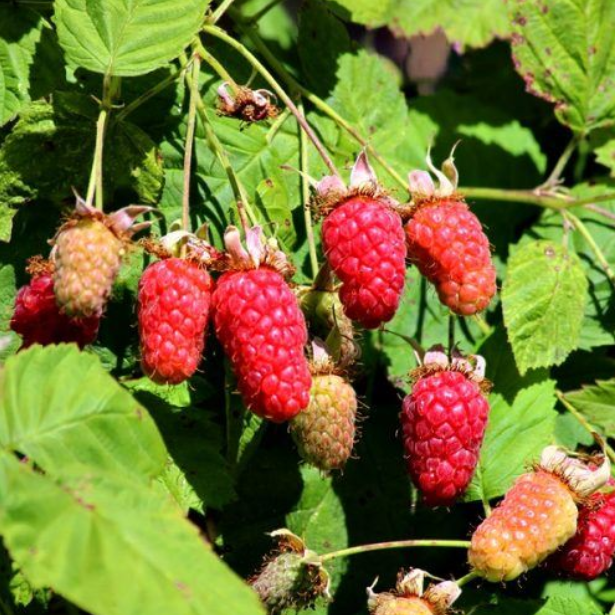 Loganberry