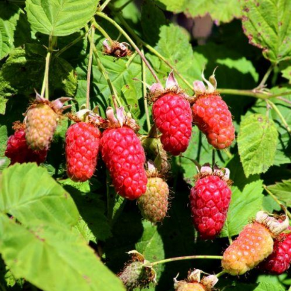 Loganberry