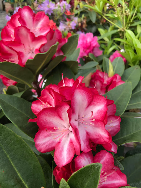 Rhododendron ‘Anne Lindsay’