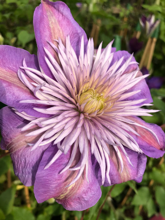 Clematis ‘Crystal Fountain’