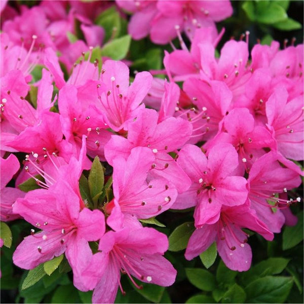 Azalea Evergreen Anouk