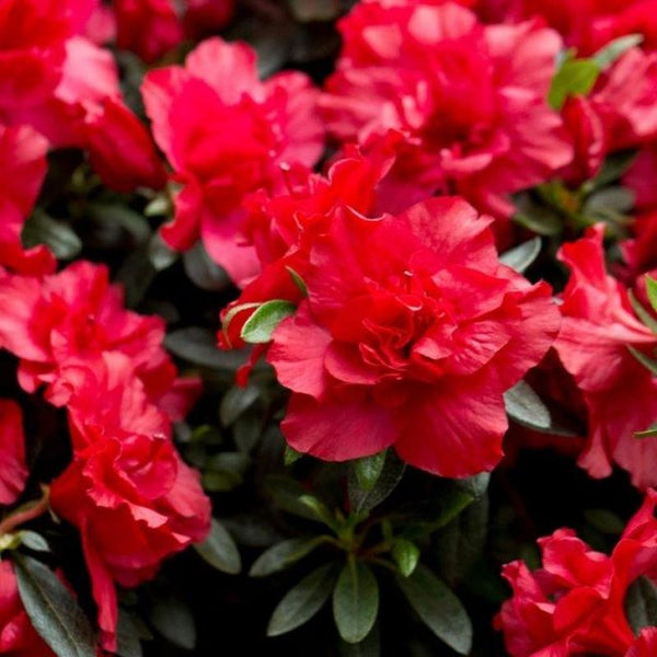 Azalea Evergreen Rani