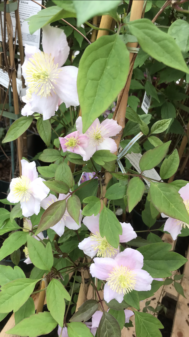Clematis montana ’Mayleen’