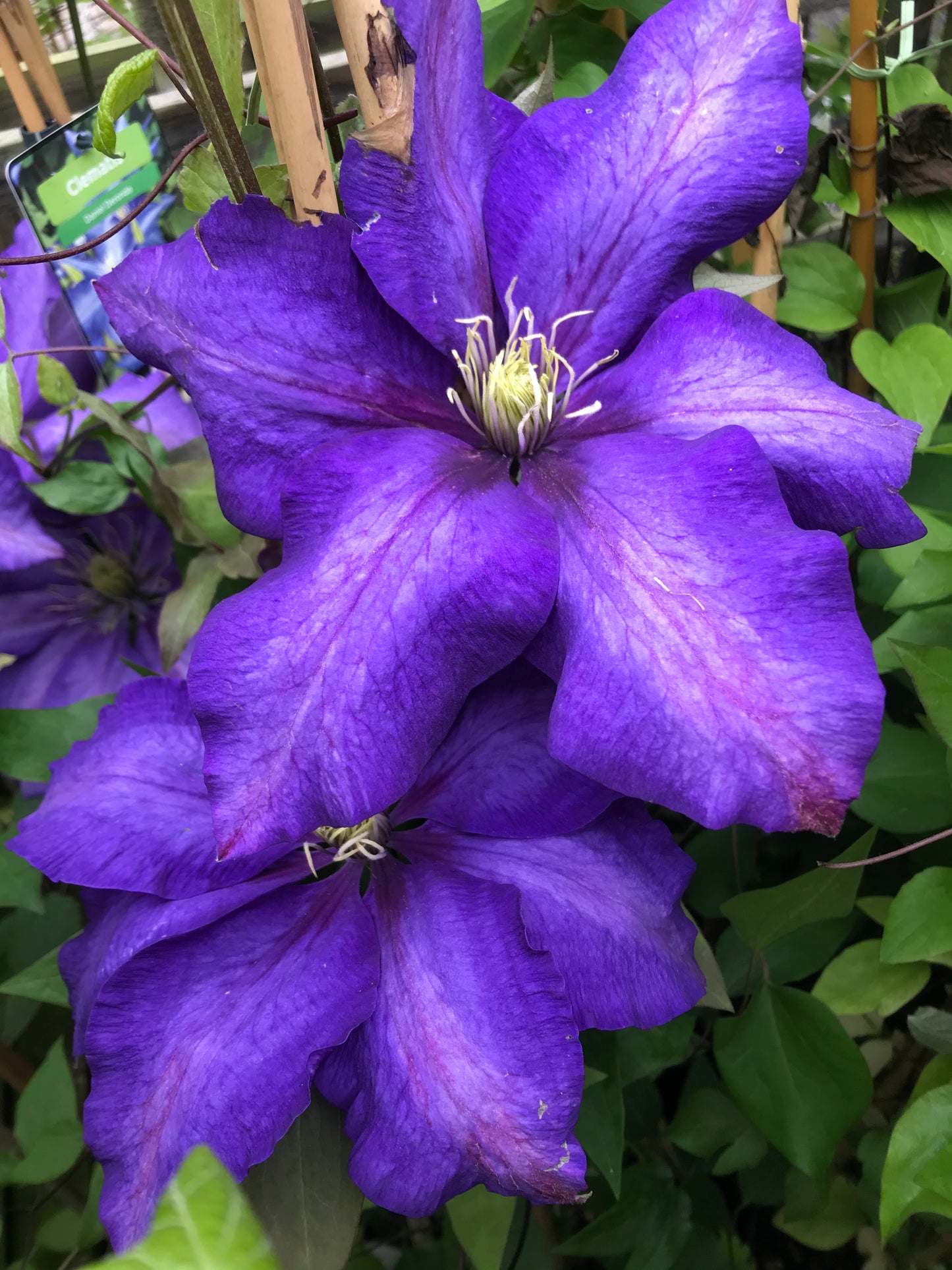 Clematis ‘Daniel Deronda’