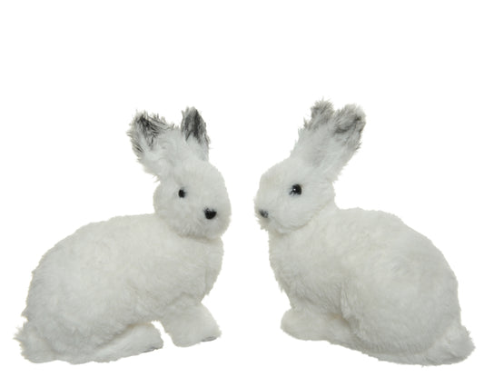 White Hare