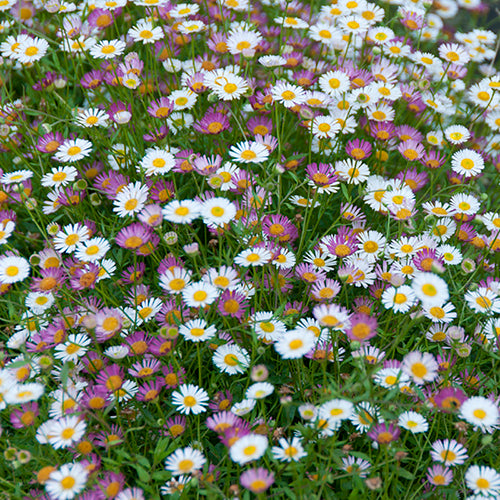 Erigeron karvinskianus Sea of Blossom