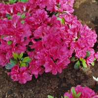 Azalea Canzonetta