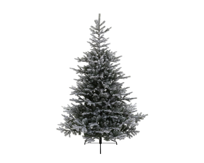 Grandis Fir Snowy 180cm