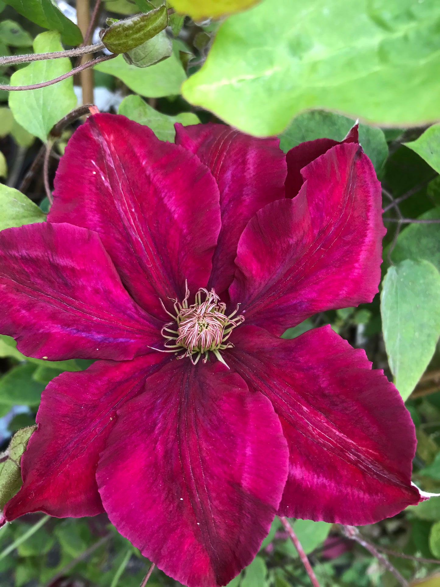 Clematis ‘Rebecca’