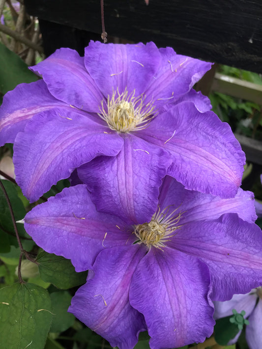 Clematis ‘Ken Donson’