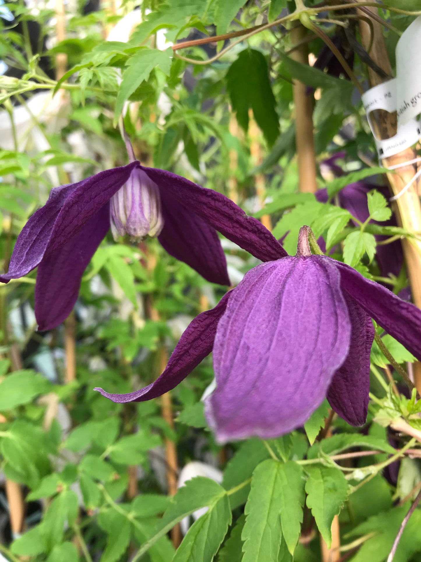 Clematis ‘Spring Velvet’