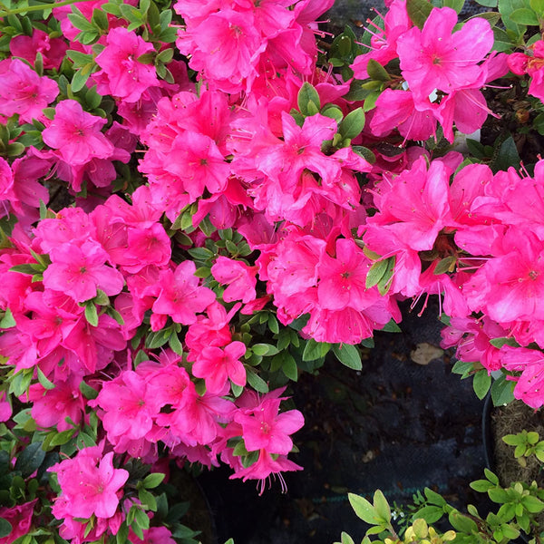 Azalea Anne Frank